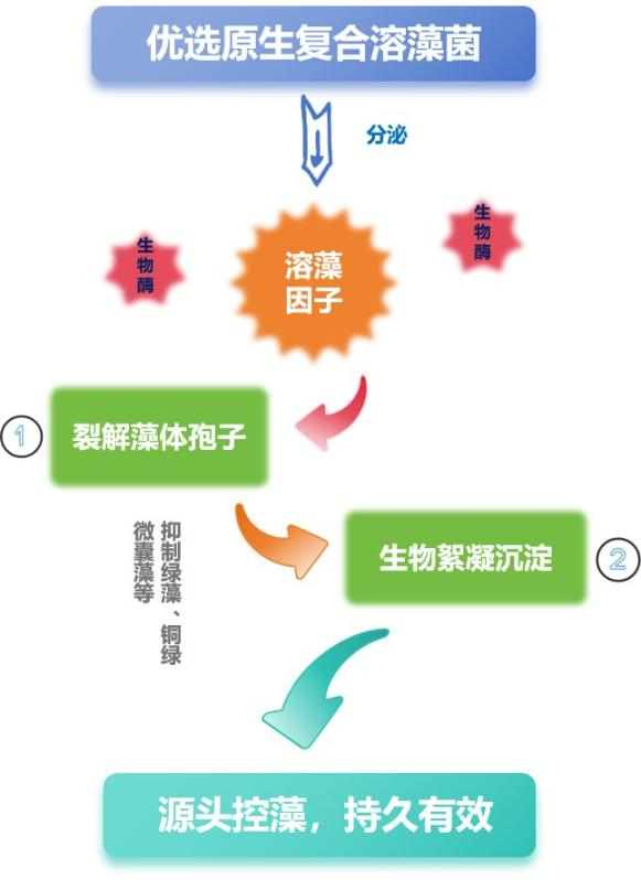 優(yōu)選原生復合溶藻菌.png